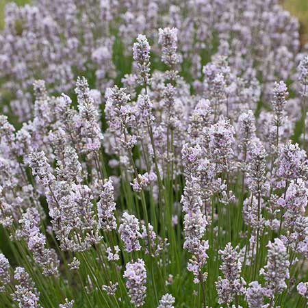 Miss Katherine - Lavender Essential Oil - Artisan small batch essential oil